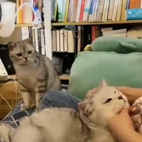 16090277873940.mp4