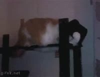 16238699571350.webm