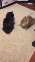 16258989181320.mp4