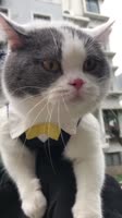 котя.webm