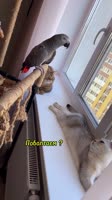 SaveClip.AppAQPVbxDCliw35cm4V31-4EFDBqy9bByX3incTZwi8dd1-2eEc-iUm93VyCcY9m0CzrWmUp4g3e7a-vh83NUBhK0epvt1IauWI9aM.mp4
