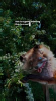 SaveClip.AppAQNMgGhx9NwIzTDVa0vonQV3CRSF8044EeS7Je39JMcUD6WM-xR5rjfODsB10AfF5uCrOLDHq6UUtfP4cyYcFQwjf0VhLDtxcYykc8M.mp4