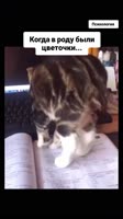 #котики.mp4