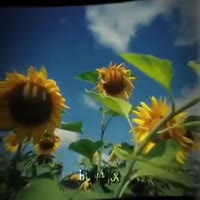 1738529049026.mp4