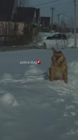 7272772.mp4
