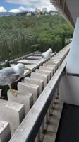 1JDwGUOd815ZqUM5yk5NS.mp4