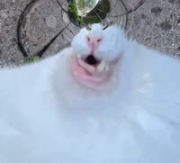 3.mp4