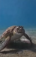! Двач @dvachannel @rand2ch @ru2chban (2) (3).mp4