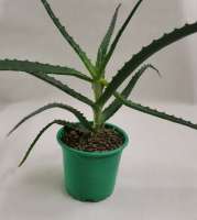 Aloe-vera-kupit.jpg