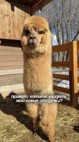 SaveClip.AppAQOuq3e-7k7EKzcT8eX6tmhU6CNDmZiFjYDizbvqq9rqlZLFUEjJW8mv3OIf6NQtDAOttAz9tK1jNiDxP3M1hr9uCfVg1fBgbWf74.mp4