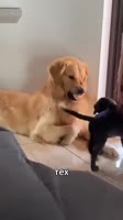 SaveClip.AppAQOHzlFs42P3etFh4sQhvlu0CP-iHLIZKXwqlVCvXEv4hk-PQXXDgET-BdjmhGEDaqiMLEOYgLGLEB8ONbr4g5WX.mp4
