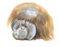 2025-05-25 orang1.jpg