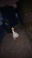 goose.pank2025-05-17-01-47-251747435645842.mp4