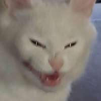 TOsQQd.jpeg