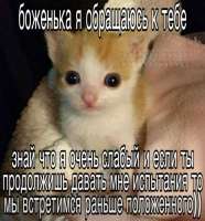 Мемы С Котятами.jpeg