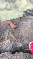 FullSizeRender.MOV
