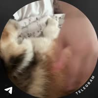 -7596987681792209366.mp4