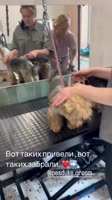 -5034552754912549469.mp4