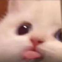 images (11).jpeg
