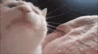 1749920929425.gif