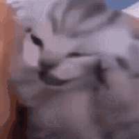 cat-head.gif