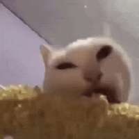 cat-кошка.gif