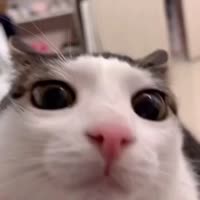 blink.mp4