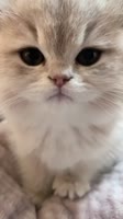 catkiss04.mp4
