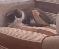 bird-cat.gif