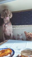 2450590383855014431.mp4
