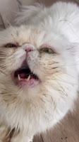 ssstik.io@cat.lesha1753887466022.mp4