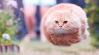 images (91).jpeg
