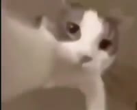 16258316702040.mp4
