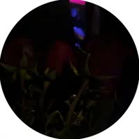 4467128230835454835.mp4
