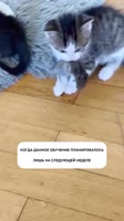 8457474607650.mp4