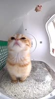 1755972331421.mp4