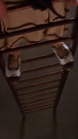 In Evelyn’s defense, bookshelves shouldn’t be one bump away from collapse.mp4