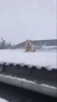 78949939.mp4
