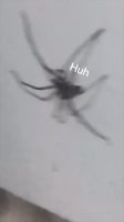 The Cat vs The Spider 😂🤣 #comedy.mp4