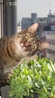 😸😸😸 #bipolarrnews.mp4