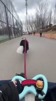 Today is another day to take mom out to play 🦮.mp4