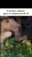 68589855.mp4