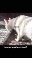 Массаж #кот #коты #смешныекоты #cat #cats #funnycats.mp4