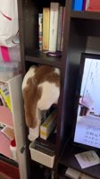 7488389.mp4