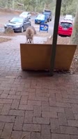 8439534652035.mp4