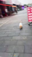89594040.mp4