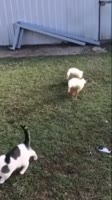 qWllQi4Im2eSUKwNSXtMVP3s2k.mp4