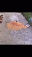 sKZ0aZGgZUXbMsxGwrWE8.mp4