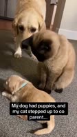 Cat and dog #catsarelife #catworld #dailykitten #catoftheworld #cat# kittylover.mp4