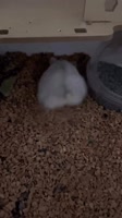 🤨#hamster #hamsterdaily #hamstercage #hamsterlove #hamsterbaby.mp4